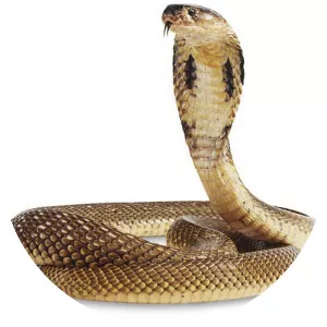 Egyptian cobra