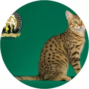 Egyptian Mau
