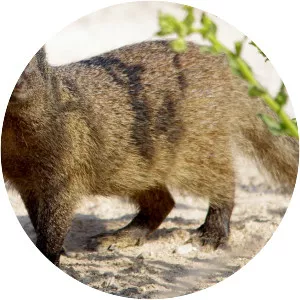 Egyptian mongoose - Animal