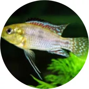 Egyptian mouthbrooder