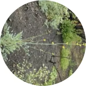 Ehrendorferia chrysantha