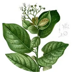Ehretia