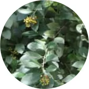 Ehretia tinifolia - 