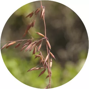 Ehrharta calycina - Plants