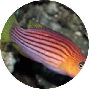 Eight-lined wrasse