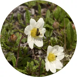Eightpetal mountain-avens (Dryas Octopetala)