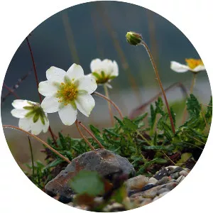 Eightpetal mountainavens