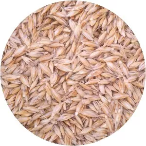 Einkorn wheat - Plants