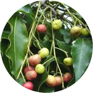 Ekebergia capensis - 