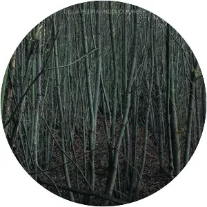 El nome de los árboles