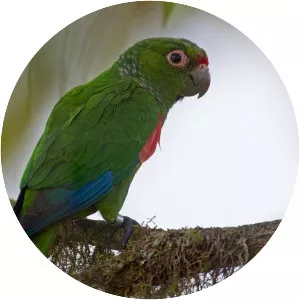 El Oro parakeet