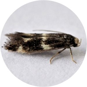 Elachista albifrontella - 