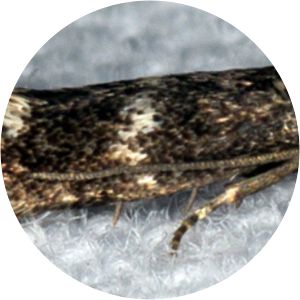 Elachista alpinella - 