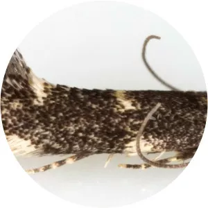 Elachista atricomella - 