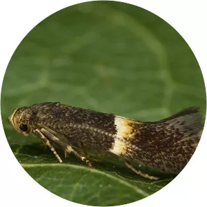 Elachista bisulcella - 