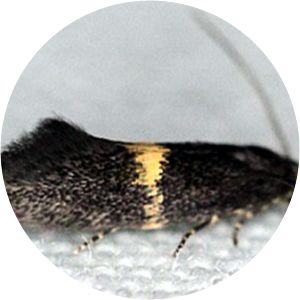 Elachista gangabella - 