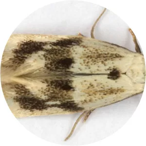 Elachista maculicerusella - 