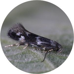 Elachista nobilella - 