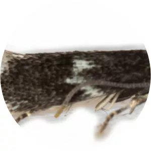 Elachista pomerana - 