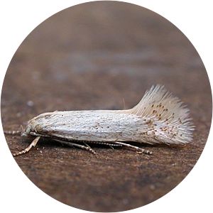 Elachista rufocinerea - 