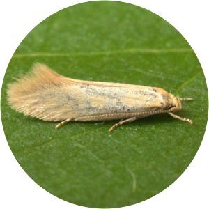Elachista subalbidella - 