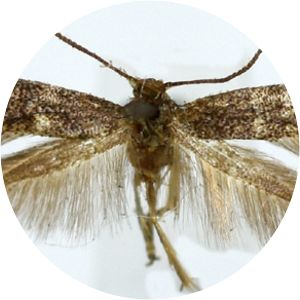 Elachista subnigrella - 