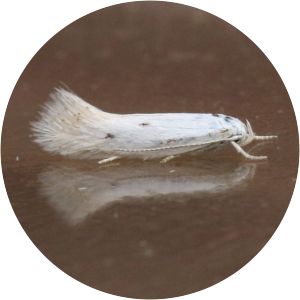 Elachista triatomea - 