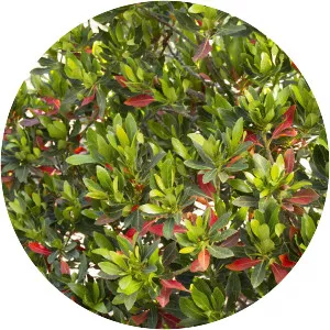 Elaeocarpus - Plants