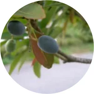 Elaeocarpus sylvestris - Plants