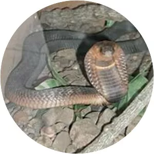 Elapid snakes