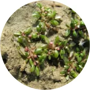 Elatine hexandra