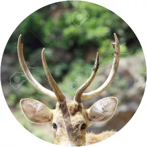 Eld's deer - Animal