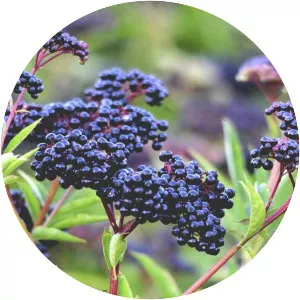 Elderberry