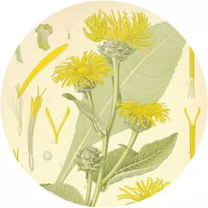 Elecampane