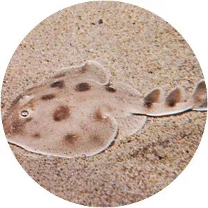 Electric ray