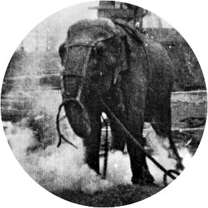 Electrocuting an Elephant photograph