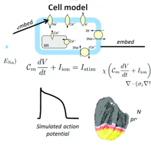 Electrophysiology