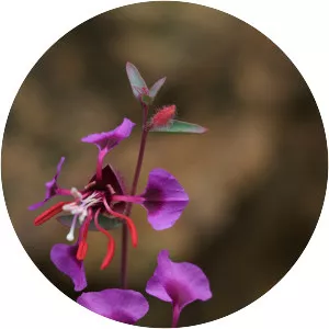 Elegant clarkia - Plants