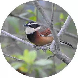 Elegant crescentchest - Bird