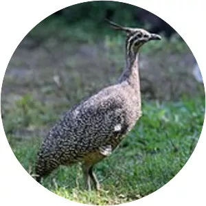 Elegant crested tinamou