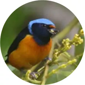 Elegant euphonia - Bird