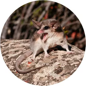 Elegant fat-tailed mouse opossum photograph