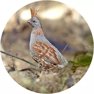 Elegant quail - Bird