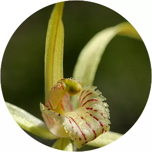 Elegant spider orchid