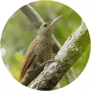 Elegant woodcreeper