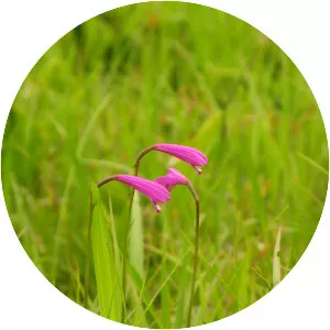 Eleorchis japonica - 