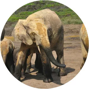 Elephant Path/Njaia Njoku