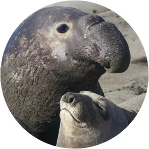 Elephant seal