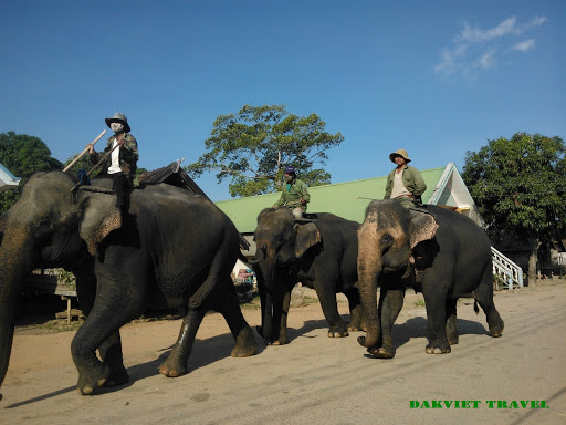 Elephant Tour - Dakviet Travel