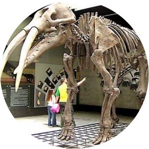 Elephantida photograph